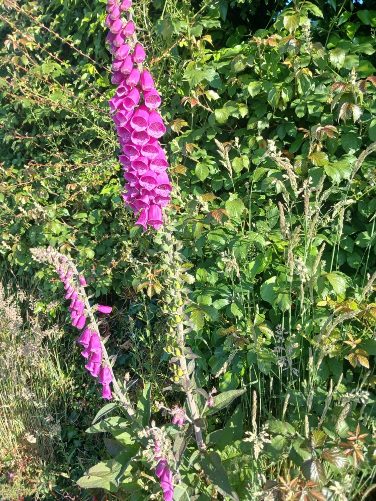 Lakeview Farm Castletown (Wexford)