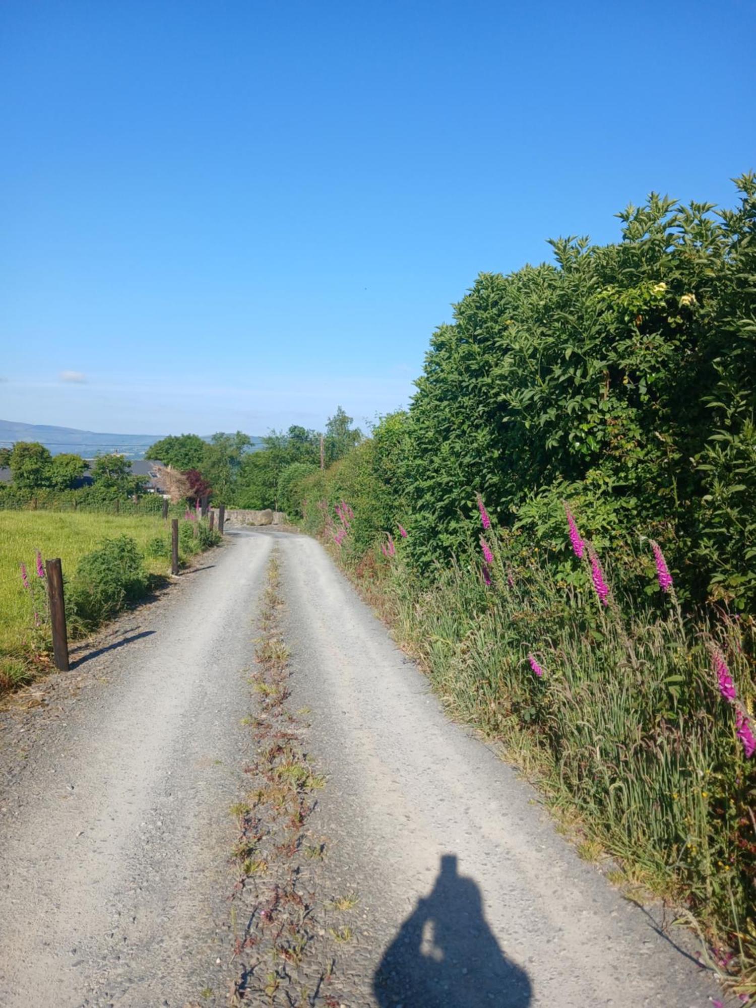 Lakeview Farm * Castletown (Wexford)