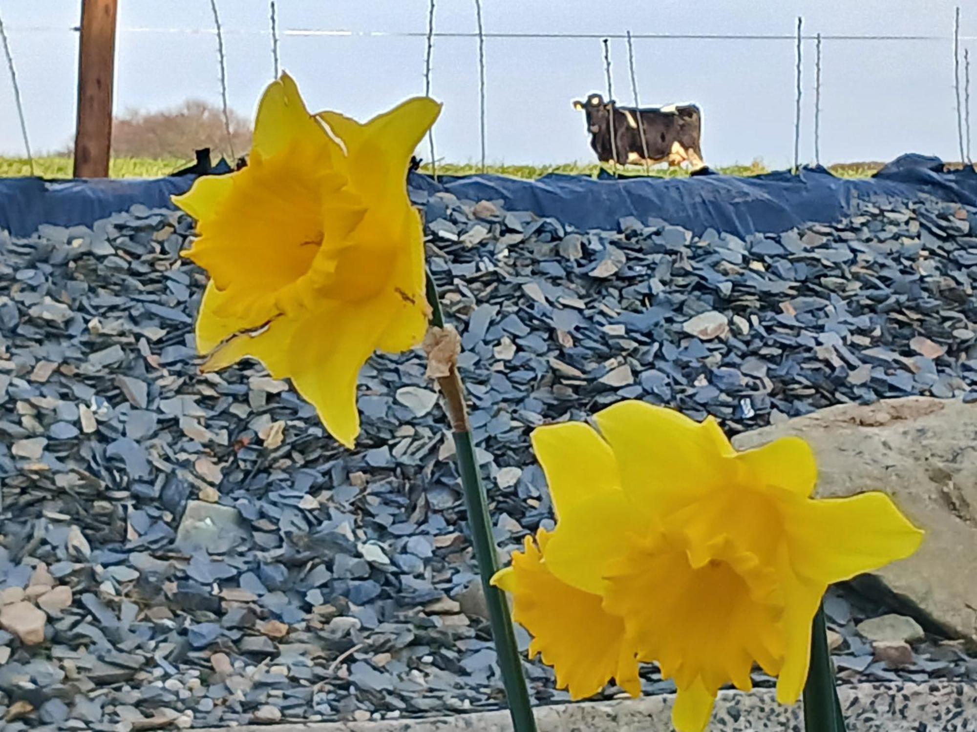 Lakeview Farm Appartement Castletown (Wexford)